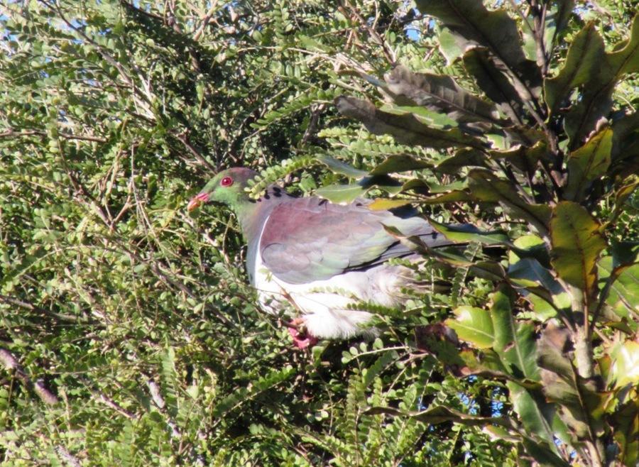 Birdsong Accommodation הוקיטיקה מראה חיצוני תמונה